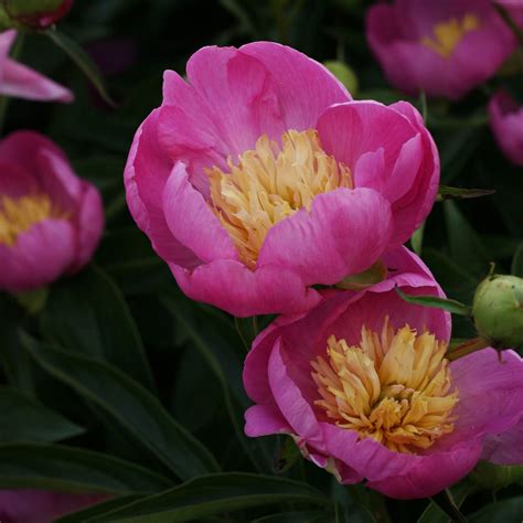 celine peony|are peonies perennial.